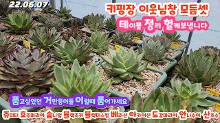 키핑장 이웃님(010 8651 7878)창모듬셋 블랙머스팅.솜니엄.블랙조커.베라션.산호수.쥬피터.호주마리아