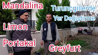 TURUNÇGİL AĞAÇLARINDA YER DEĞİŞTİRME NASIL YAPILIR. Mandalina limon portakal fidanı yer değiştirme