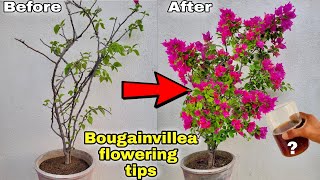 Use this fertilizer for 900% more flowering || Bougainvillea flowering tips