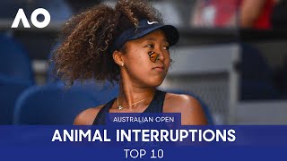 Top 10 Animal Interruptions Ever! | Australian Open