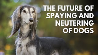 The Future of Spaying and Neutering of Dogs