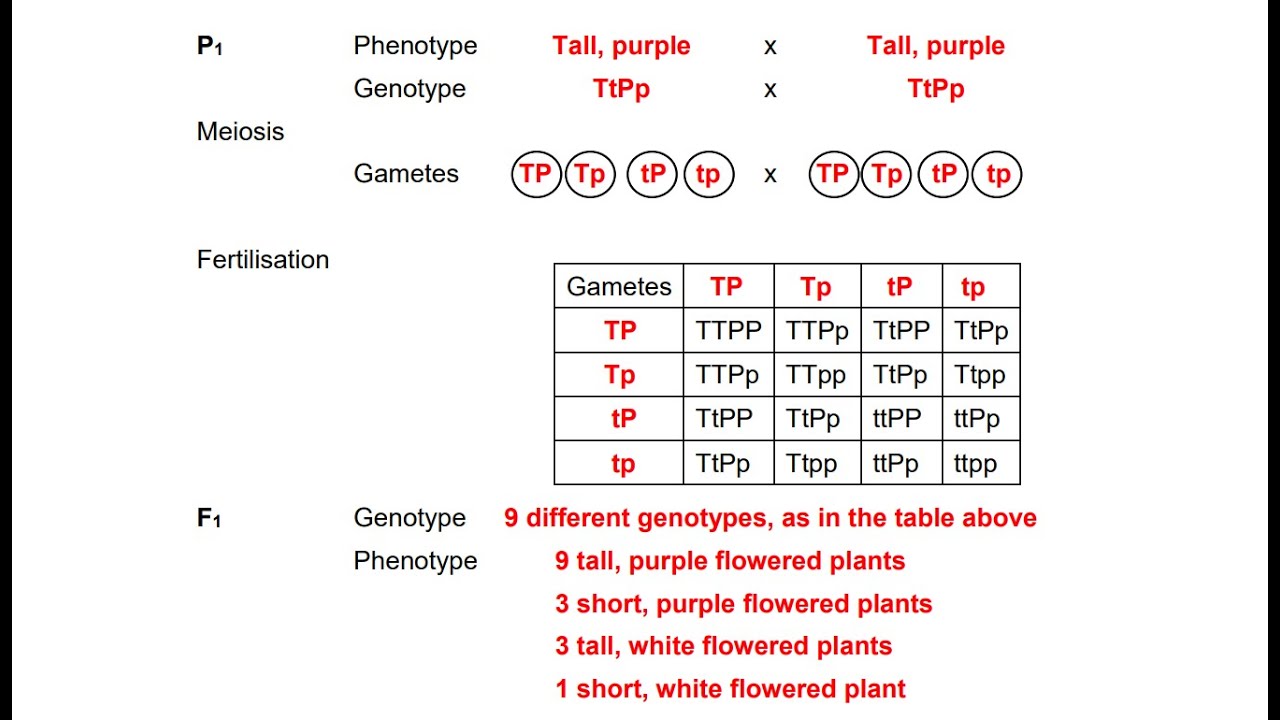 Dihybrid Crosses | Genetics And Inheritances | Full Class 2 | Life ...