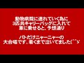 猫3匹を動物病院へ連れて行く為にキャリーバッグに