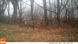 Post Rifle Season 9 pointer