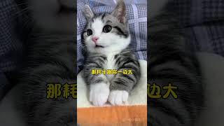 🐱：麻麻，你别念了…说完就扭头！#cat #cute #funny #cat #cutecat #shorts