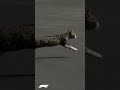 cat casually crosses f1 circuit