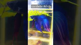 ปลากัดจีน สีน้ำเงิน หางพู่กันยาวๆ | beautiful blue betta