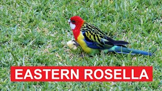 Eastern Rosella A Colorful Backyard Encounter with Lorikeets