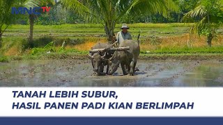 Pupuk Mahal dan Langka, Petani di Banyuwangi Beralih ke Pertanian Organik - LIP 30/06