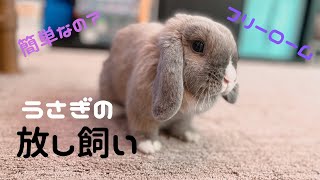 うさぎの飼い方！海外では主流のフリーローム！放し飼いについて教えます！【メープルうさぎちゃんネル】【たれ耳ホーランドロップ】