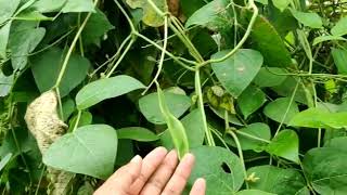 Double beans at the farms of \