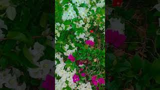 সকাল সন্ধ্যায় এই দোয়াটা সবাই পড়বেন #foryou #আমল #shortvideo #flowers