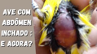 Ave com abdômen inchado, e agora ?