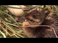 baby mallard duck hatching