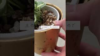 🍀８月に注意するべき　観葉植物の育て方🍀【☘Life with Houseplant】8-2