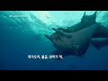 180415 글로벌다큐멘터리 예고 ㅣ kbs방송