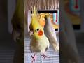 Adorable Cockatiels Cute Singing Moments 😍 #cockatielscraze