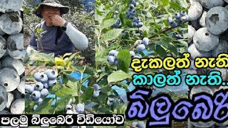 Blueberry harvest ..blueberry farmer korea බ්ලූබෙරි වගාව  #apikoreanGIA..#sinhala