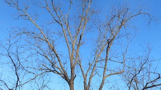 Trimming the Pecan Tree the speedy way