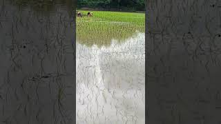 వరి నాటు # farming