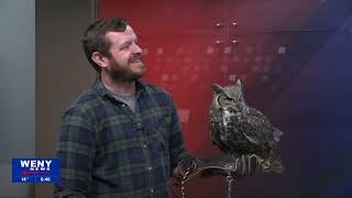 Tanglewood Tuesday: Meet Sophie the Great Horned Owl