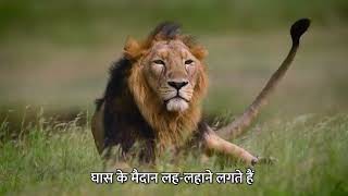 Dharti Kare Pukaar | The Majestic Lions Of Gir-Gujarat | Mike Pandey | Ep # 13