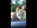 lion walks up to the window viralhog