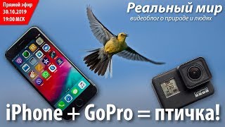 iPhone + GoPro = птичка! Запись стрима на канале «Реальный мир» от 30.10.2019