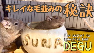 【デグー】禁断のお風呂（砂浴び）タイムを覗き見！#デグー#毛並み#多頭飼い