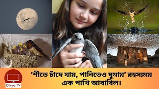 যেভাবে আল্লাহ আবাবিল পাখি দিয়ে 'কাবা' ঘর র'ক্ষা করেছিলেন। Swallows | Divya Tv |