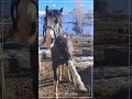 Video for horselovers#horse#littlehorses#horseriding#kidsandhorses#ridethehorse#talkinghorses#shorts