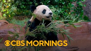 Giant pandas to make public debut at San Diego Zoo