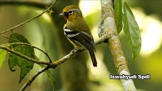 Macam Macam Burung Cipoh Sirtu Sirdung Ioras Aegithinidae
