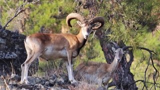 Ten minutes documentary (in the wild) about endemic Cyprus Mouflon by George Konstantinou