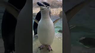 ヒゲペンギン【アドベンチャーワールド】【ペンギンカタログ】