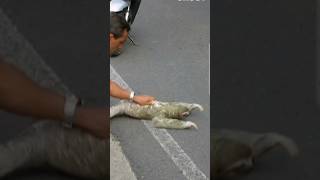 Kind💕👋 man help sloth cross busy road 树懒 #animal#shortvideo#shorts#funny#video#cute#tiktok#viral