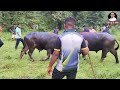 redyanchi khatarnak zhunj bhavu vs ganya bullfightmaharashtra bullfightgoa zhunj