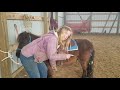 Do the Mini Horse Hug! How to Saddle a mini