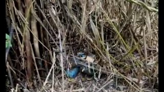 Desactivan 4 artefactos explosivos puestos por las disidencias de las FARC cerca a un colegio