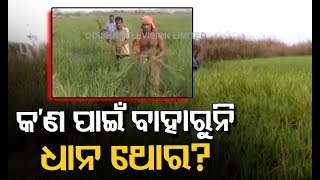 Kendrapara Farmers In Distress- An OTV Report