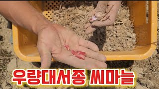 우량대서종 주아마늘수확합니다.36도 폭염속에서도 일합니다.총포ㅡ단구ㅡ분구 씨마늘