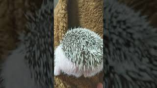 ポケットになかなかはいれないハリネズミ【Vlog】Hedgehog can't fit in my pocket.