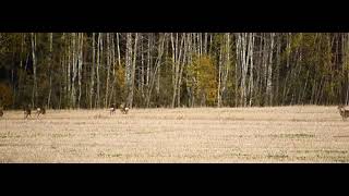 Miško gyvenimas/ forest life/ lietuvos gamta/ Stirnos/