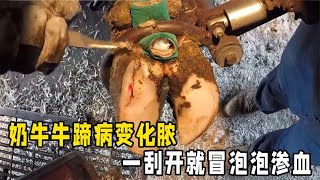 奶牛牛蹄病变化脓，修理师傅越刮越惊讶，全程看完强迫症无比舒爽