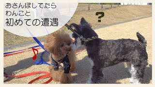 初めてのお友達！ミニチュアシュナウザーが広い公園で出会ったわんこたち【mafumafuマーフの旅】