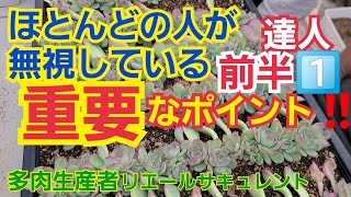 【多肉植物】【葉挿し】ほとんどの人が無視している❕重要なポイント‼️2025年1月30日