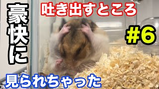 【秘密の場所】秘密の貯蔵庫に、豪快に吐き出すゴールデンハムスター！ #6