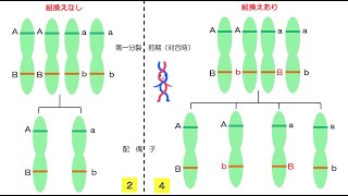 45高校生物「組換えによる遺伝的多様性」2022