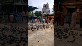 சாப விமோசனம் தரும் தலம்? Tiruvalithayam Tiruvallesvarar Temple #padi #chennai #temple