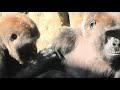 エナジー全開のリキとモモカ＆おとなしいトト　上野動物園　ニシゴリラ